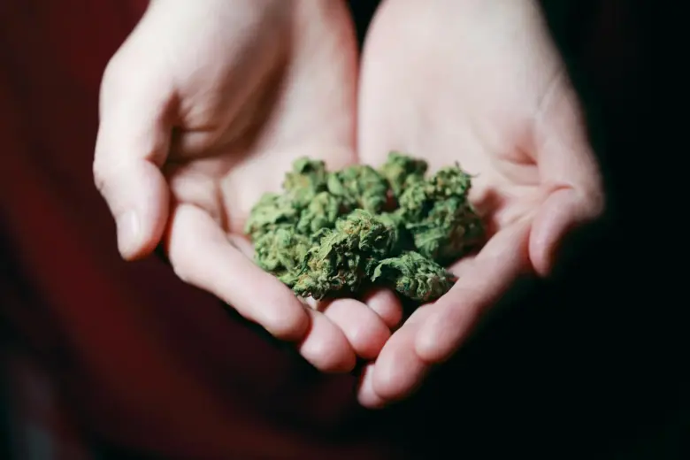 maconha de altissima qualidade Jeeter Juice