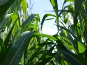 Quanto Rende 1 Kg de Roundup Granulado? Descubra a Eficiência do Herbicida em Cada Aplicação 30 quanto rende 1kg roundup granulado